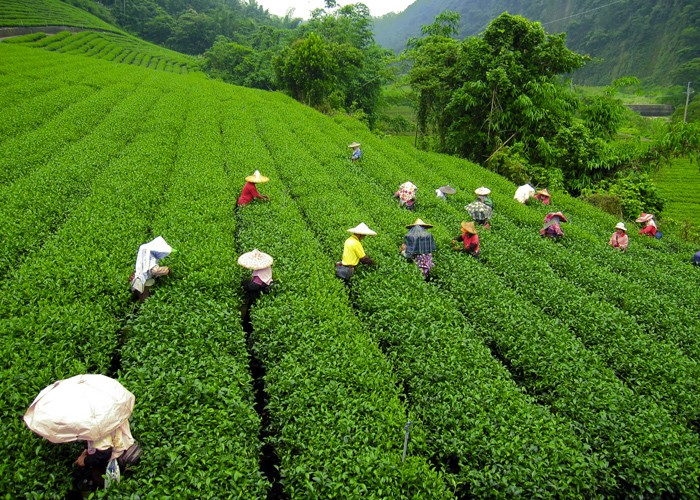 Picturesque Himalayan Golden Triangle